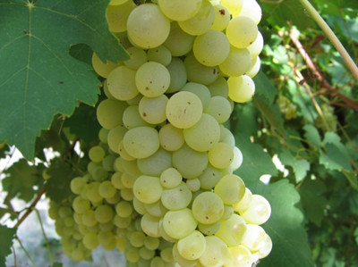 Chasselas