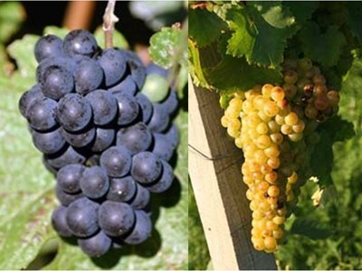 麝香葡萄 _红葡萄品种_葡萄品种_葡萄酒伙伴网